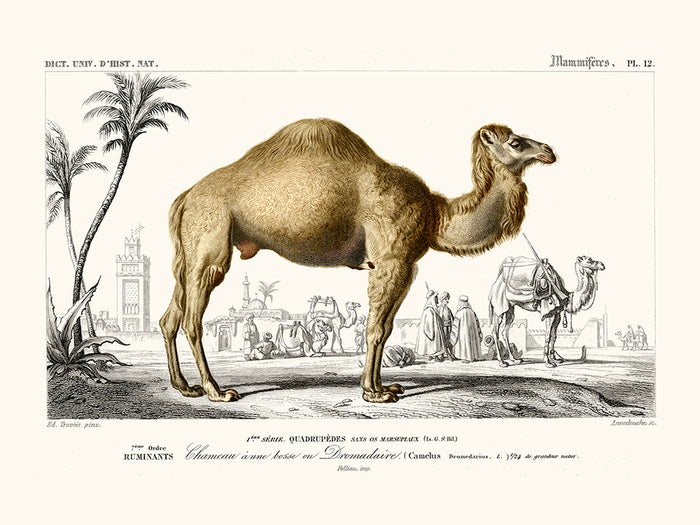 Camel