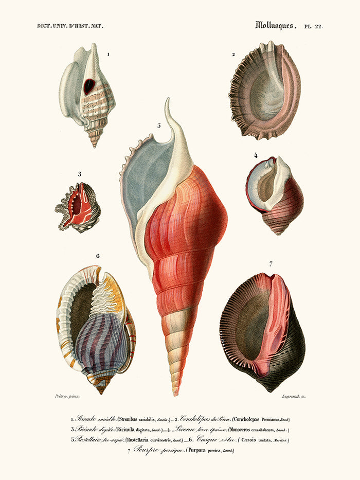 Mollusques Pl22
