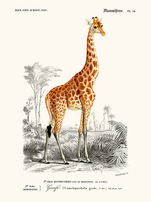 Girafe