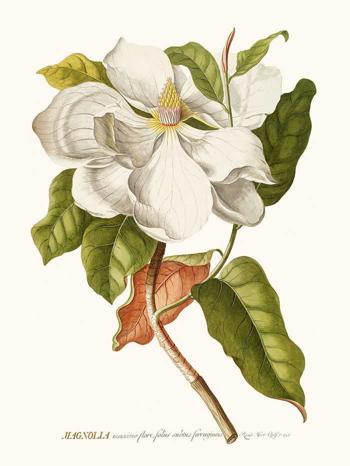 Magnolia