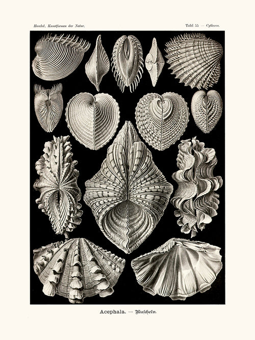 Acephala d'Ernst Haeckel