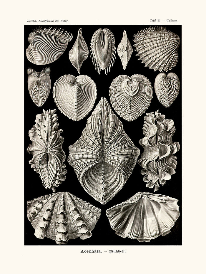 Acephala d'Ernst Haeckel