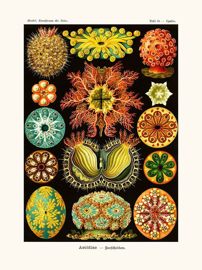 Ascidiae d'Ernst Haeckel