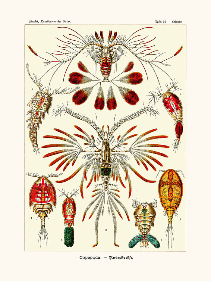 Copepoda d'Ernst Haeckel