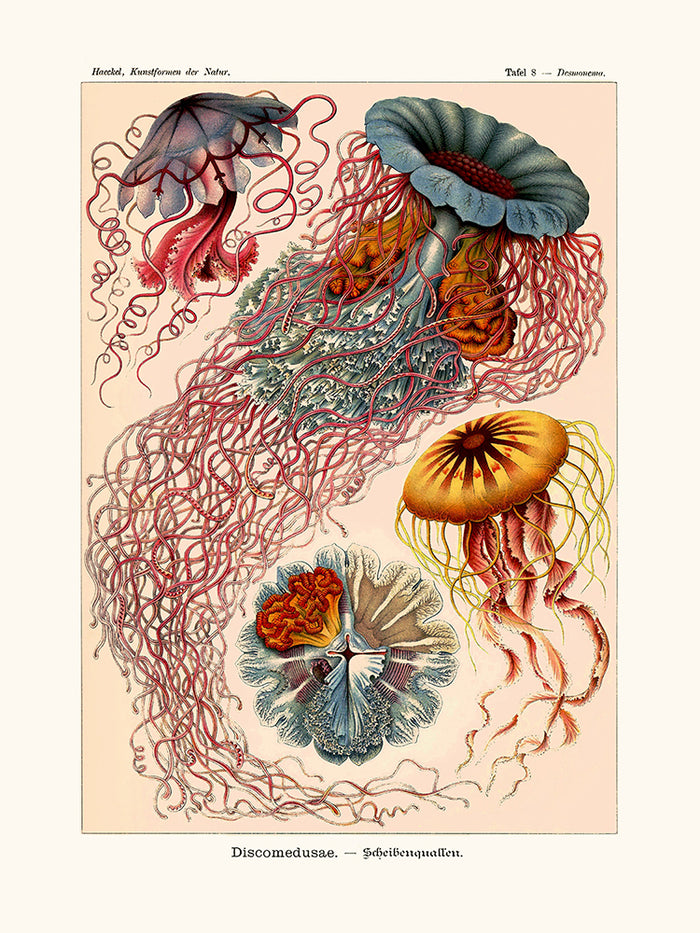 Discomedusae d'Ernst Haeckel
