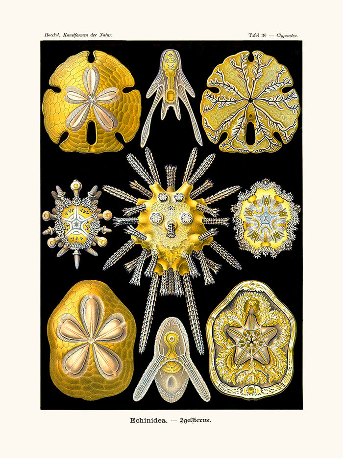 Echinidea d'Ernst Haeckel