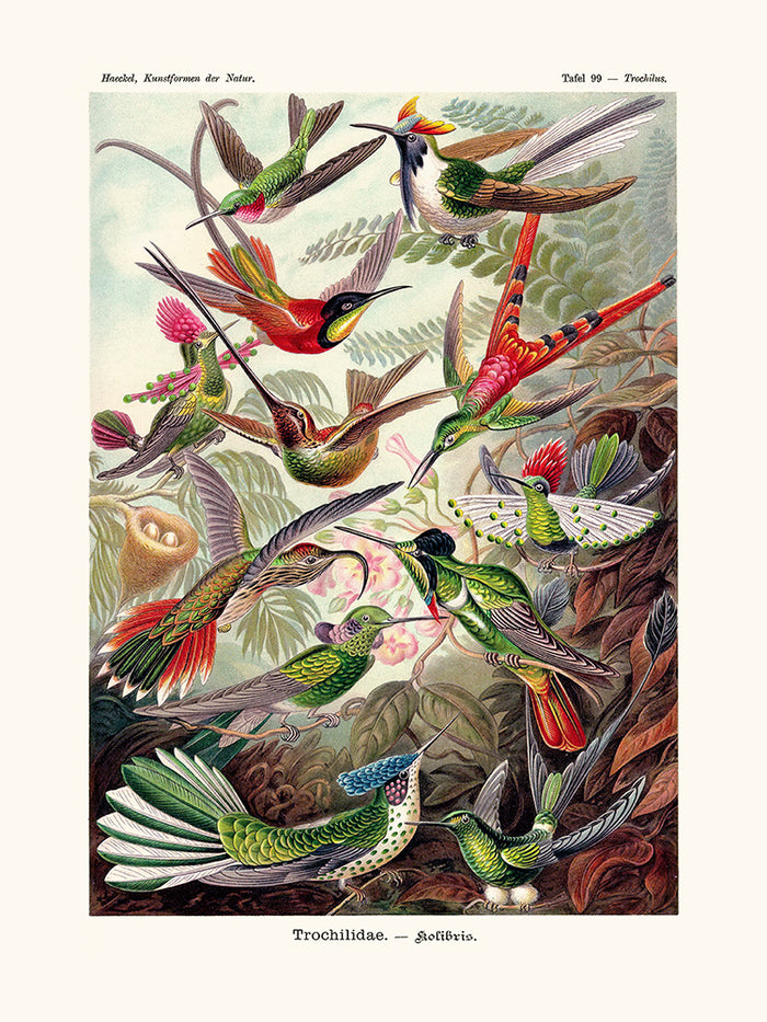 Kolibri d'Ernst Haeckel