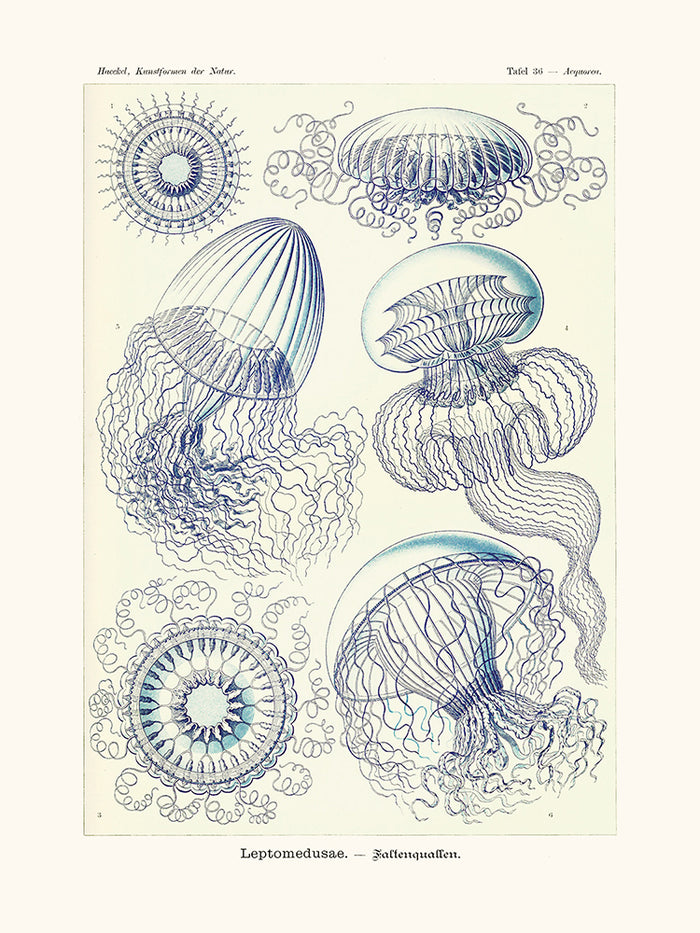 Leptomedusae d'Ernst Haeckel