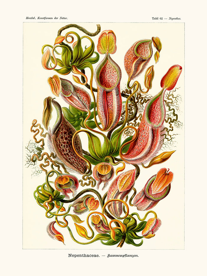 Nepenthaceae d'Ernst Haeckel