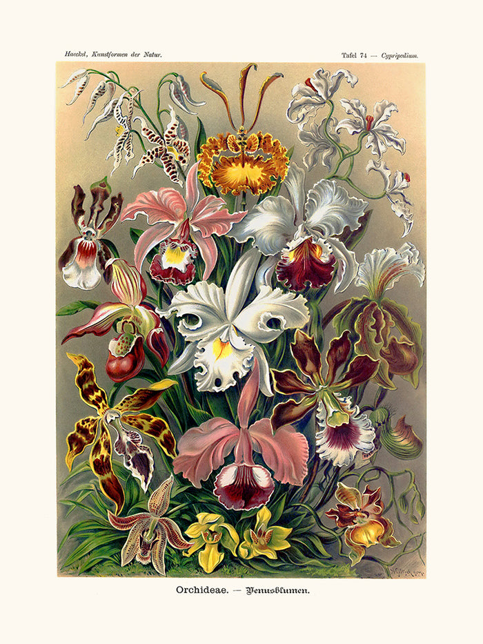 Orchideae d'Ernst Haeckel