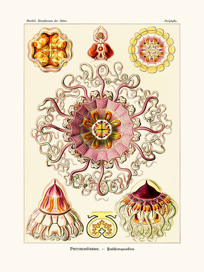 Peromedusae d'Ernst Haeckel