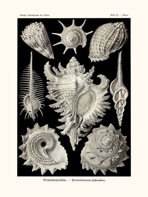 Prosobranchia d'Ernst Haeckel