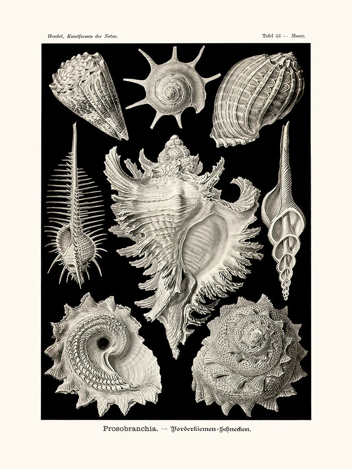 Prosobranchia d'Ernst Haeckel