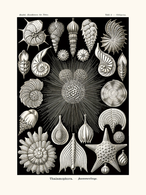 Thalamophora d'Ernst Haeckel