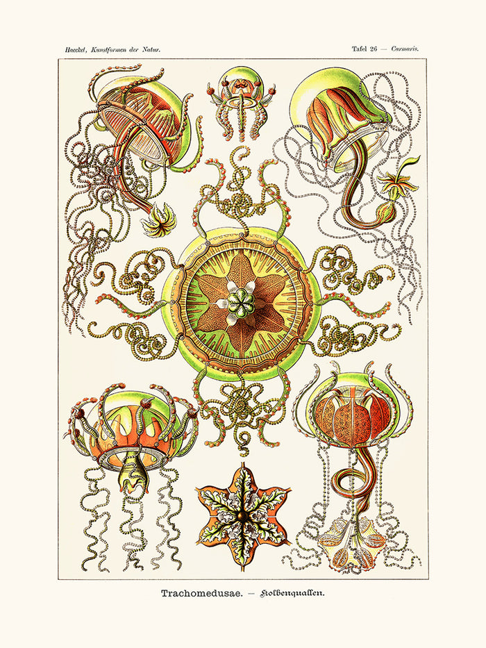 Trachomedusae d'Ernst Haeckel