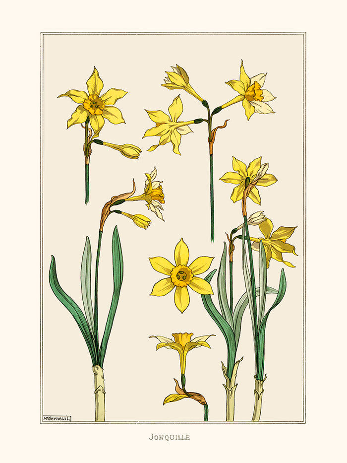 Jonquille de Verneuil