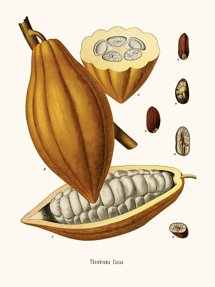 Cacao