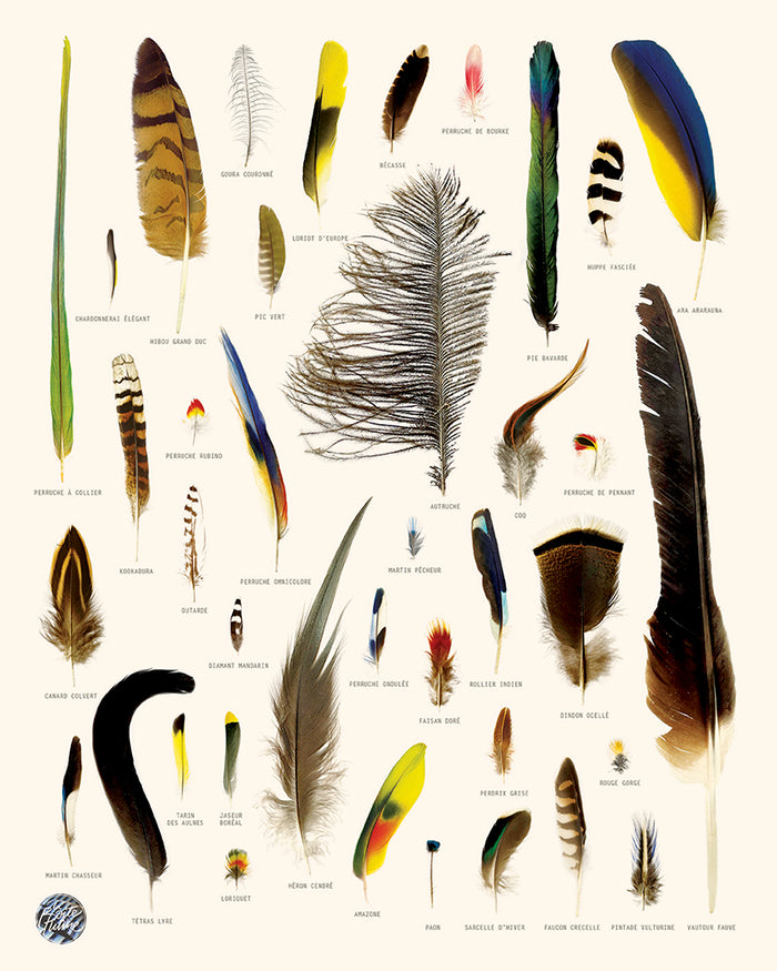 La Boîte à Plume (Autruche..)