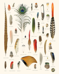 La Boîte à Plume (paon..)