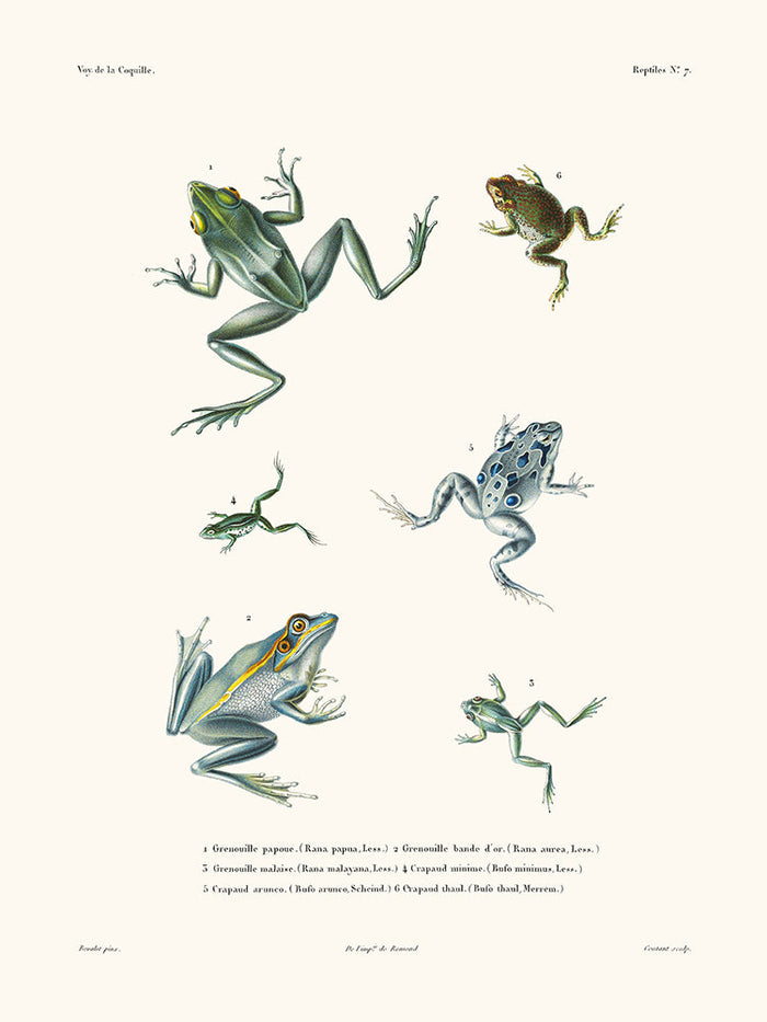 Grenouilles - La Coquille