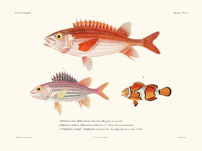 Holocentre  - La Coquille