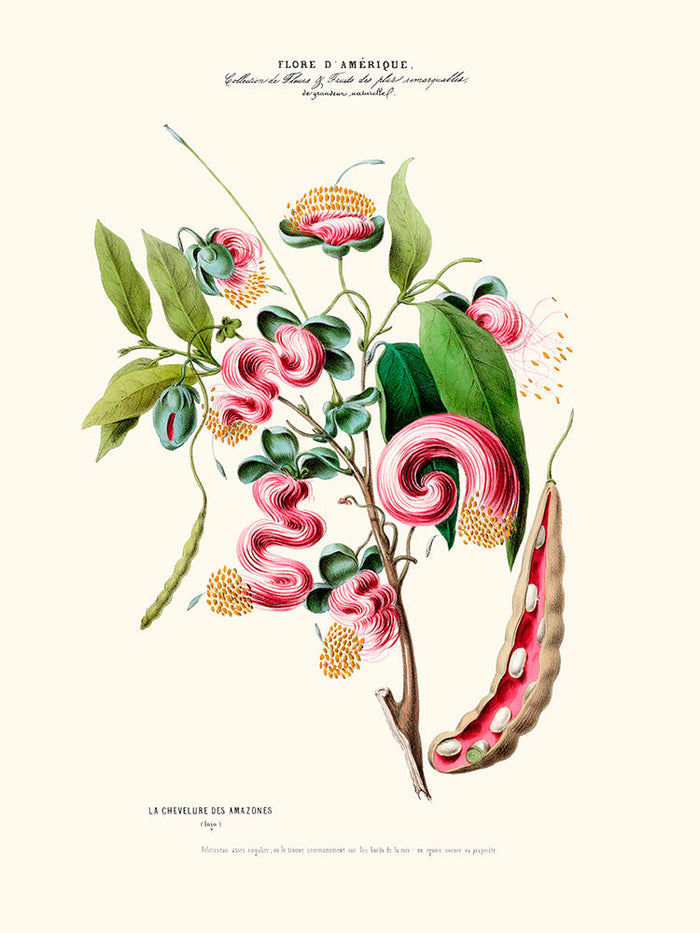 La chevelure des Amazones - Flore d'Amérique