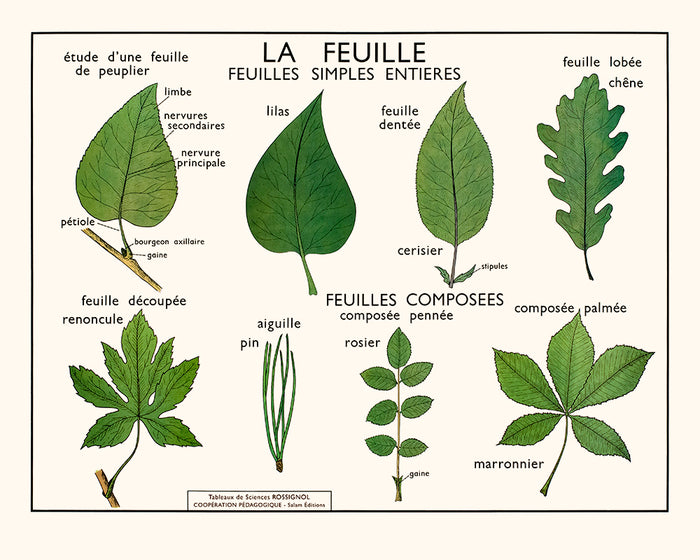 La feuille (Feuilles simples)