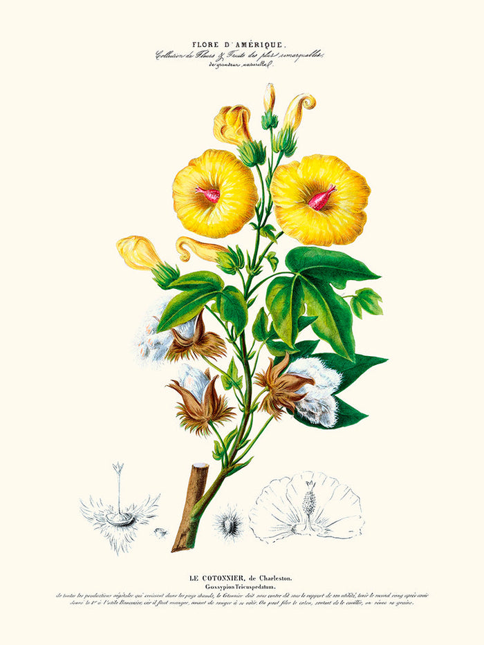Le cotonnier - Flore d'Amérique