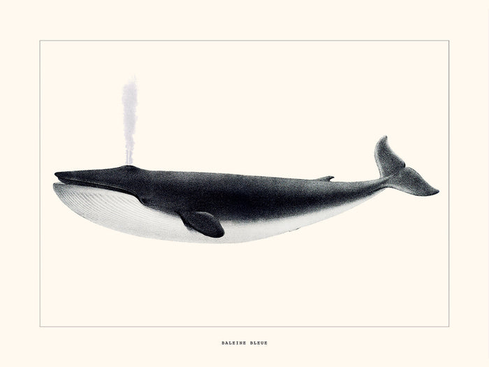Affiche Baleine bleue
