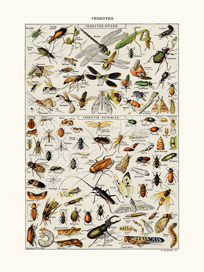 Insectes Utiles