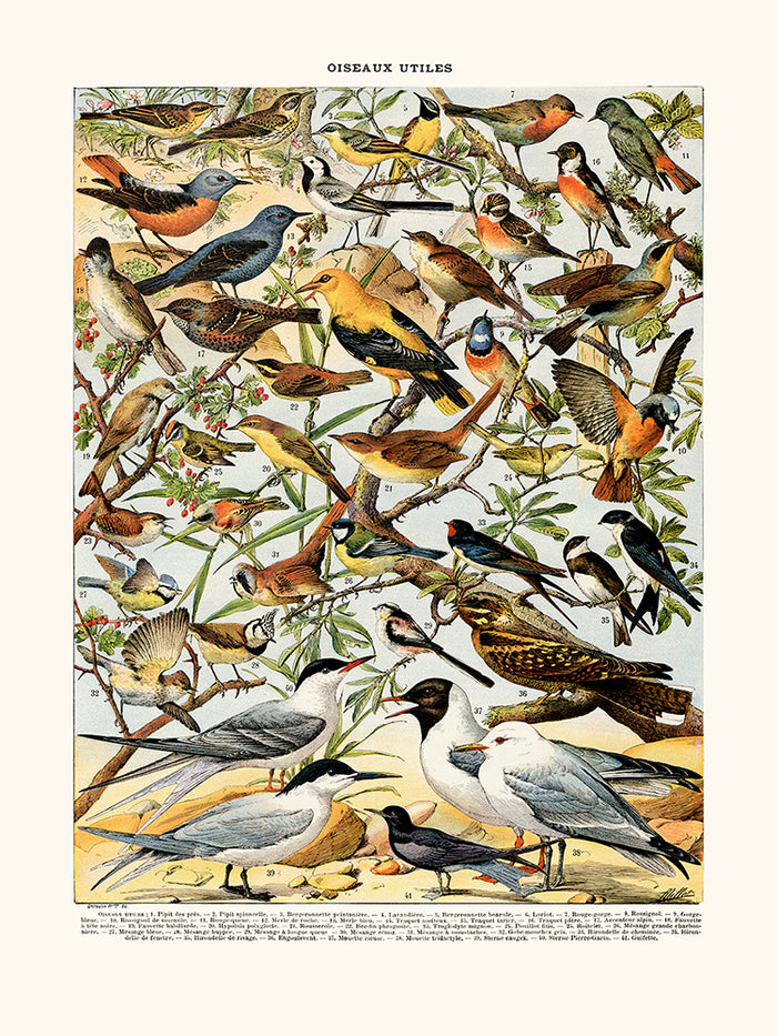 Oiseaux (Pipit, etc.)