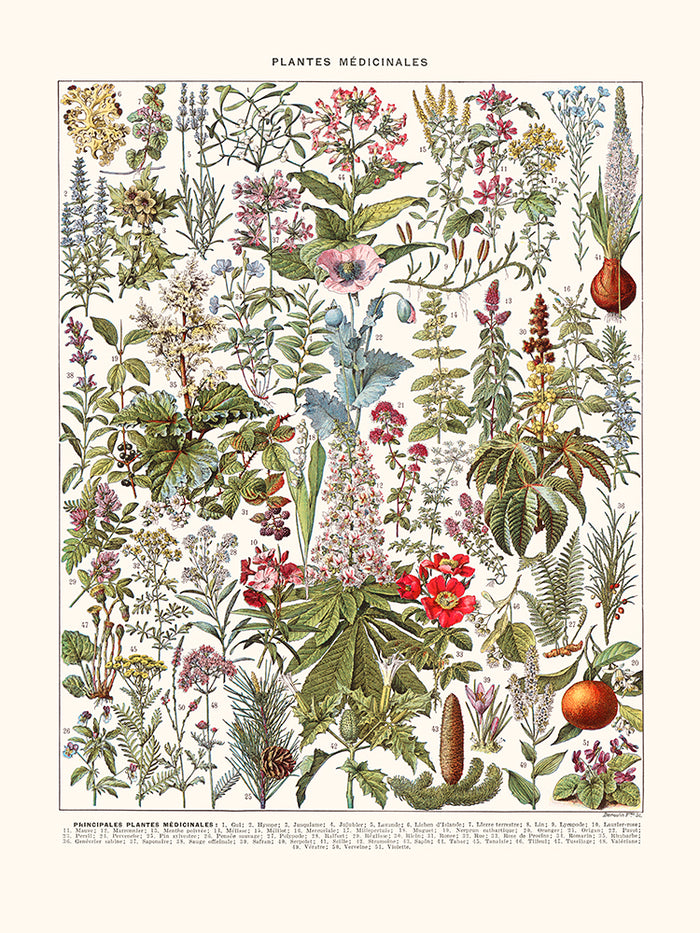 Plantes medicinales (Gui, etc.)