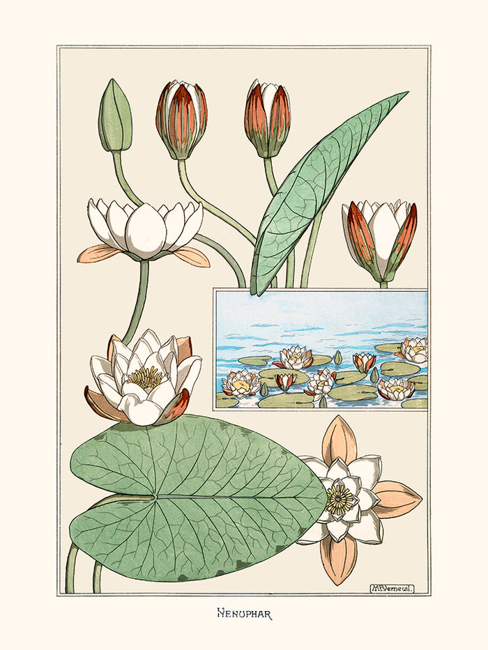 Nénuphar de Verneuil