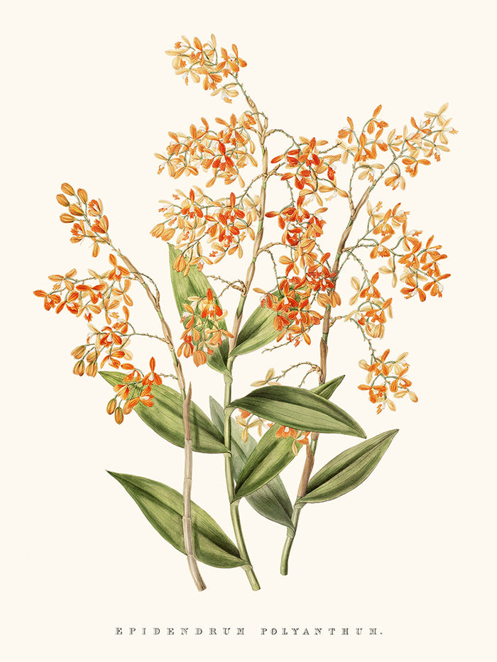 Orchidée Epidendrum Orange