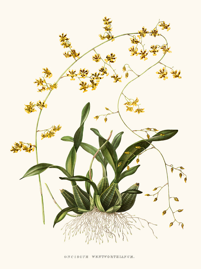 Orchidée Oncidium