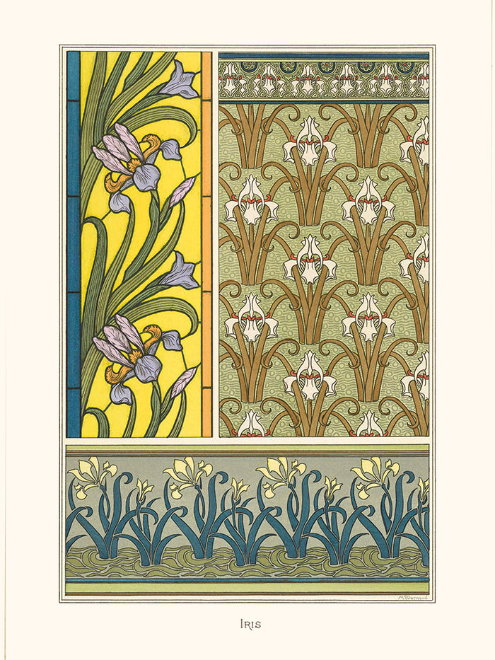 Ornements Iris de Verneuil