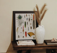 La Boîte à Plume (paon..)