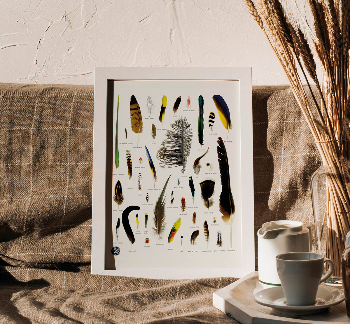 La Boîte à Plume (Autruche..)