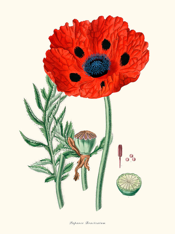 Papaver Bracteatum (Pavot à bractées)