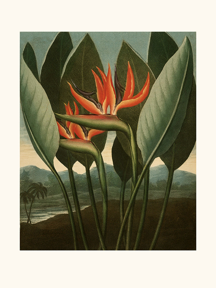 oiseau du paradis plantes Fleur oiseau de paradis – Cartes-gravures.com