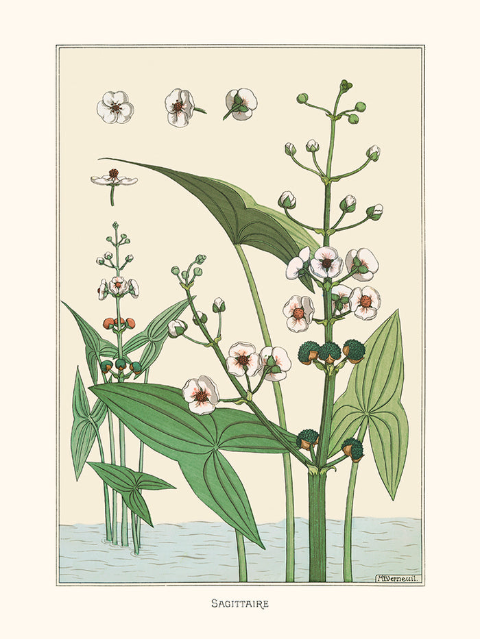 Sagittaire de Verneuil