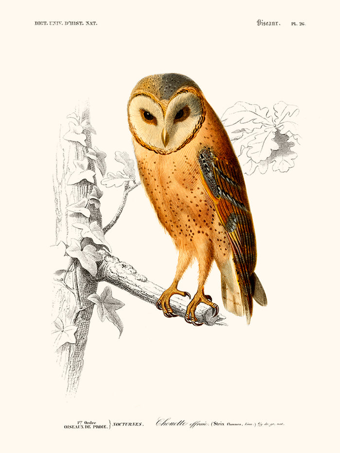 Owl
