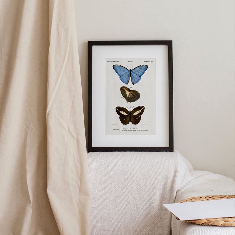 Affiches d'entomologie (insectes)