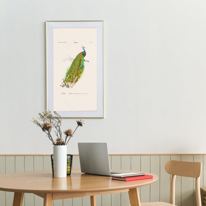 Affiches vintage d'ornithologie (Oiseaux)