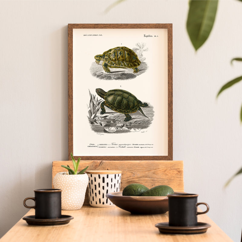 Affiches vintage Reptiles et amphibiens