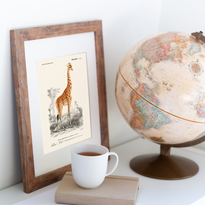 Affiches vintage sur les Animaux, Mamifères, Zoologie