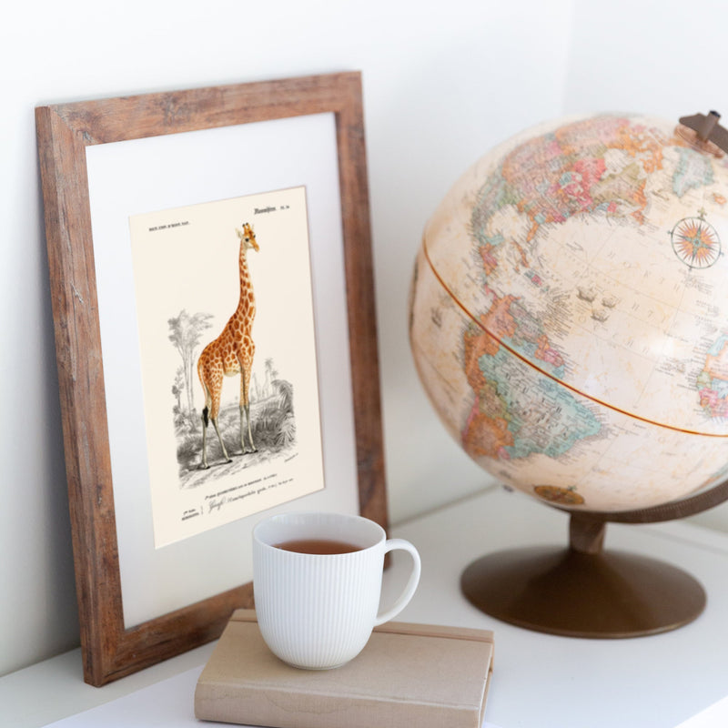 Affiches vintage sur les Animaux, Mamifères, Zoologie