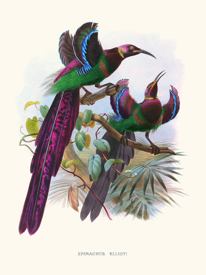Epimachus Ellioti,Plumes de Paradis 2 - The Bradery