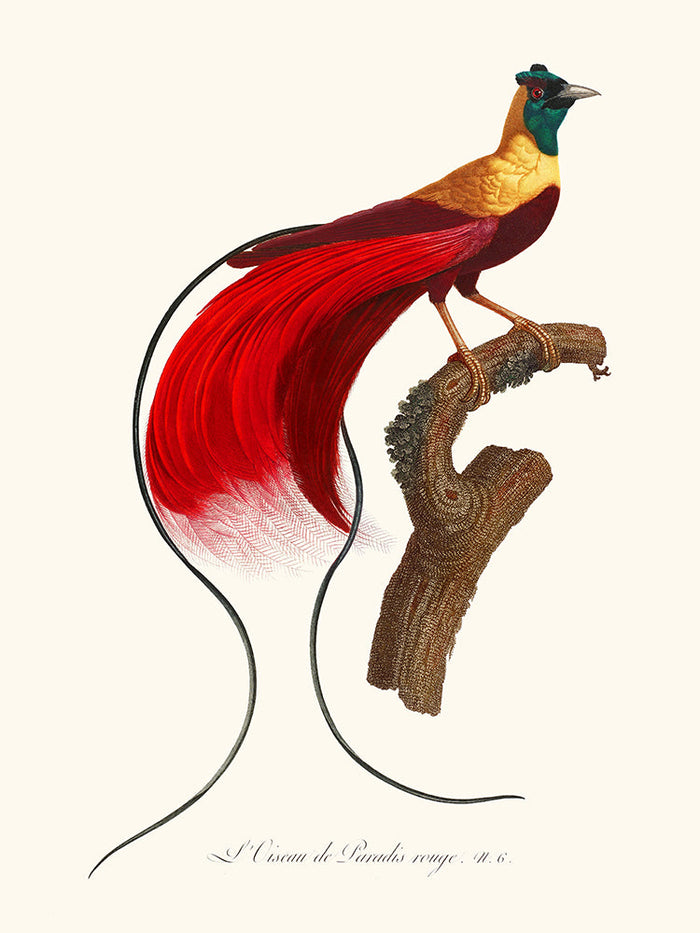 L'Oiseau de Paradis rouge,Plumes de Paradis 3 - The Bradery
