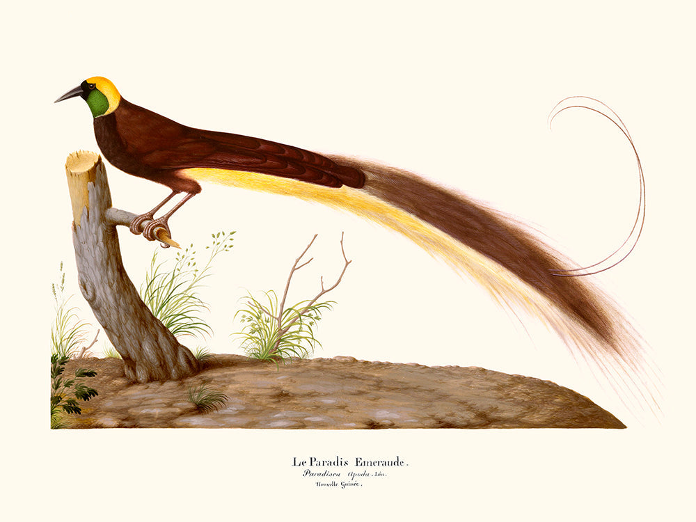 Le Paradis Émeraude,Plumes de Paradis 5 - The Bradery